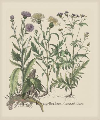 Besler 277 Colored  B2